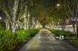 林荫大道,夜晚,路,人行道,城市正版图片素材