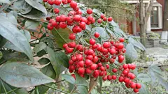 南国红豆特写桌面高清壁纸桌面壁纸4