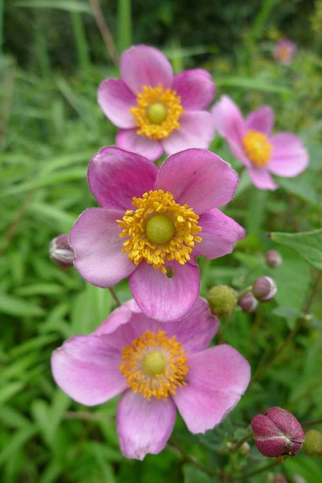 大火草
大火草，学名：Anemone t...