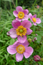 大火草
大火草，学名：Anemone tomentosa （Maxim．) Pei，别名白头翁、山棉花、大头翁，为毛茛科多年生草本植物。生于海拔700-3400米的山地草坡或路边阳处。中国四川、甘肃、河南、山西等地均有分布。

大火草为药用植物，根状茎入药，治劳伤咳喘，痢疾等症，也可作小儿驱虫药；同时也是园林植物，该种适应性强，聚伞花序淡粉红色或白色素雅大方，用来美化环境。此外，大火草茎含纤维，脱胶后可搓绳；种子可榨油，含油率为15%左右，种子毛可作填充物，救生衣等。