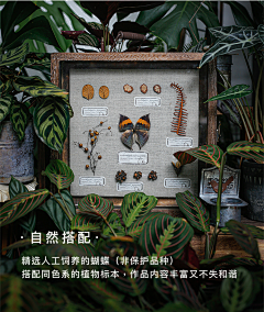 Neeat采集到植物记录