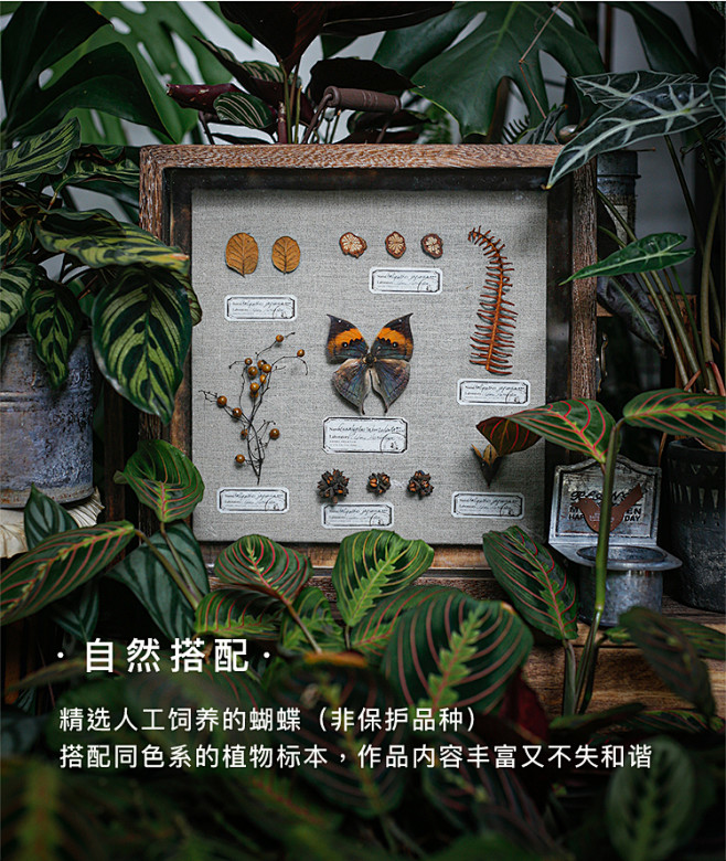 种籽造物真蝴蝶昆虫植物标本挂画手作相框干...