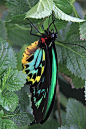 Cairns Birdwing Butterfly
#蝶#