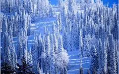 美丽而壮观森林雪景壁纸桌面壁纸4