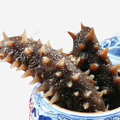 百事可爱001采集到海参素材