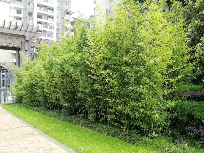 25每平方米，1公分，小青竹-花瓣网