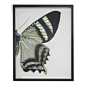 Antique Curiosities - Split White Butterfly, Copper and Black Shadowbox, Right - Antique Curiosities is a family-owned company that frames incredible vintage images for a unique look.  Each frame is handcrafted in Hickory, NC.  We believe artwork can tran