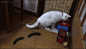 91_8_24_16_猫星人搞笑 猫表情包 搞笑猫咪 猫咪GIF 搞笑猫咪动图 幽默的猫 猫GIF