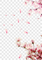 桃花花瓣    节日   鲜花   飘落装饰   粉红素材  婚纱照花瓣  玫瑰花花瓣漂浮元素PNG图片➤来自 PNG搜索网 pngss.com 免费免扣png素材下载！