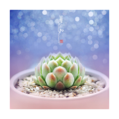 养只eyu采集到壁纸