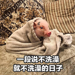 兮儿的小宝贝采集到猪