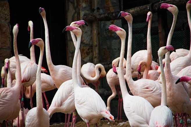 Flamingo fun, by Ros...