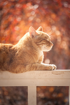 蓝草衣采集到猫