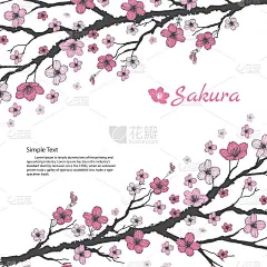 樱花枝与甜的粉红色的花在白色的背景。