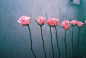 11&#;821711 by smalllie on Flickr.