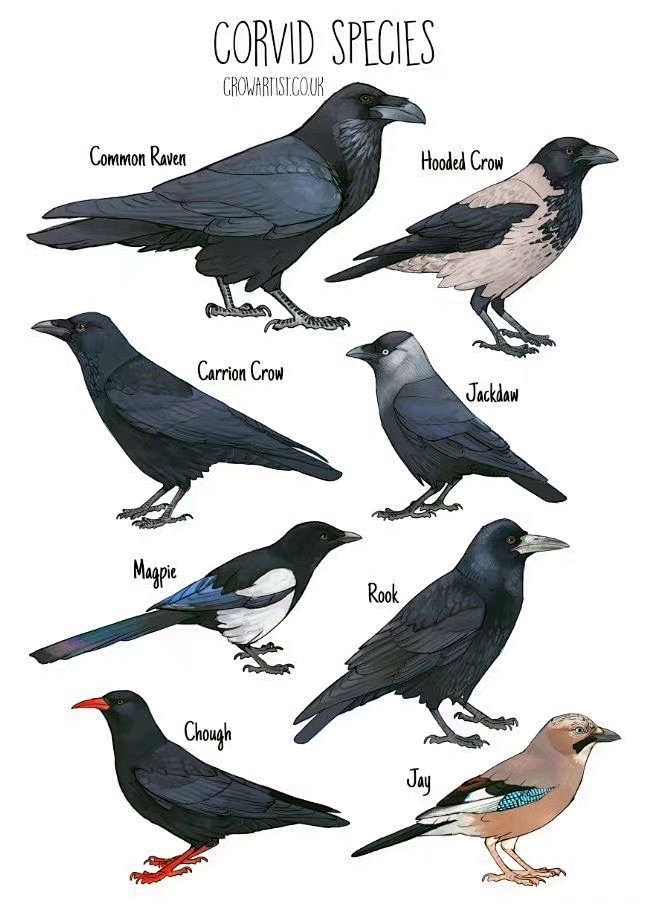 鸟类的画法参考，附种类和教程！
twi：...