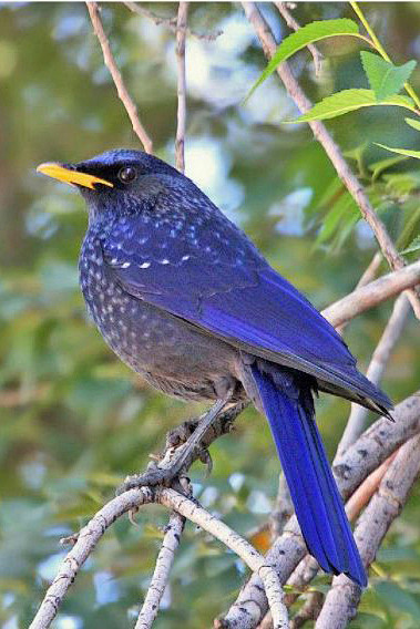 雀形目·鸫科·啸鸫属:紫啸鸫