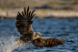 Eagle bird predator wings water spray drops wallpaper | 2048x1365 | 135915 | WallpaperUP