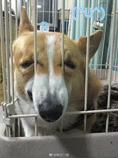 原来狗子丰富的面部表情并不是只能当作表情包的，还能够完美还原各种颜文字！神奇又可爱的汪星人！ ​​​​