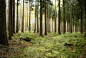 Forest Stock 13 by Sed-rah-Stock
