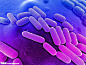 紫色的细菌