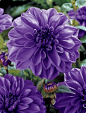 ~~purple 'dinner plate' Dahlia~~ 