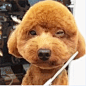 觉得它俩能组个看破人生二人组......大写的迷茫，不知剪完毛后的路在何方......