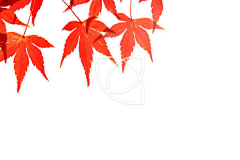 昨日青衣采集到花草自然无背景