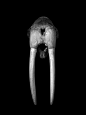 在巴黎国家自然历史博物馆的协助下，一位名叫Patrick Gries的摄影师用300多张脊椎动物骨骼的黑白照，演绎了视觉版的“进化论”