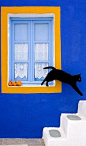 cat jumping off window.. Greece | byKlein-Hubert/KimballStock
