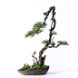 新中式仿真松树迎客松盆景罗汉松植物盆栽展厅客厅酒店禅意摆件-淘宝网