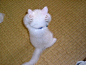 这货不是猫