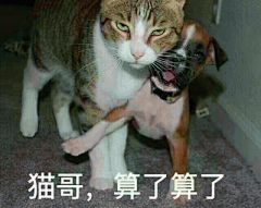算了算了表情包 [大哥 鸡哥 狗哥 猫哥 猪哥...算了算了]