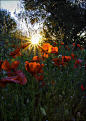 罂粟田日落，加泰罗尼亚，西班牙
 Poppy Field Sunset, Catalunya, Spain