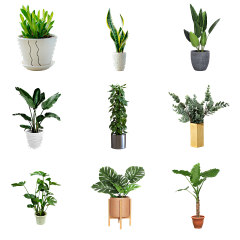 君悦澜采集到植物,花