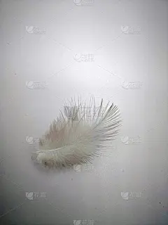 近距离观看柔软的鸽子羽毛在光的背景。有选择性的重点