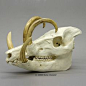 其中包括图片：Babirusa Skull - Bone Clones, Inc. - Osteological Reproductions