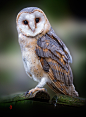 Barn Owl (Tyto alba) : Barn Owl (Tyto alba)

Hi ,  thank you very much for your comments, faves and likes, it's much appreciated! Best regards, Jean-Claude!

click to have  a better view!