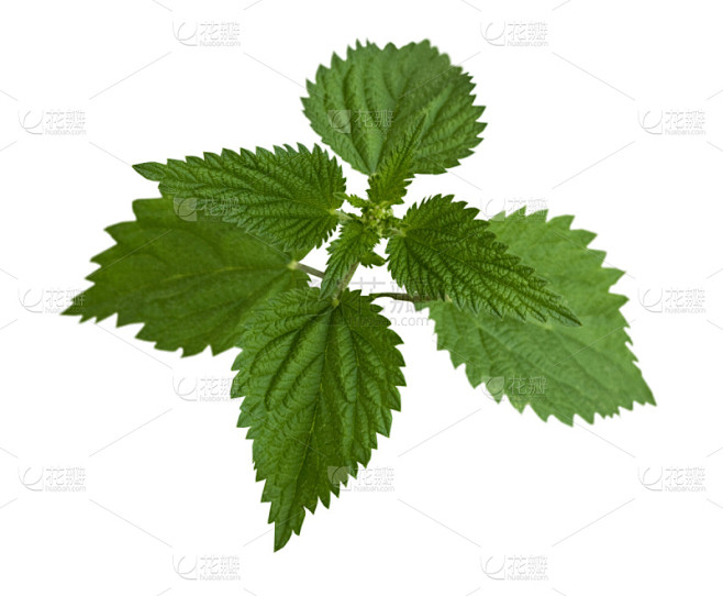 刺荨麻,螫刺的,自然,水平画幅,高视角,绿色,无人,白色背景,背景分离,特写