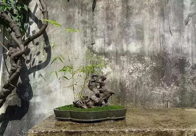 竹石盆景赏析