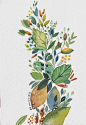 植物水彩习作_樵蕉__插画师作品_涂鸦王国gracg.com