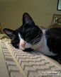 猫咪霸占电脑桌大集合