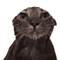 爆火的猫meme是什么？梗来源&透明底表情包合集！ - 哔哩哔哩