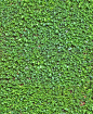 ivy wall seamless texture                                                       …: