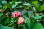 pixabay
荷叶, 荷花, 夏天, 水生植物, 池塘,