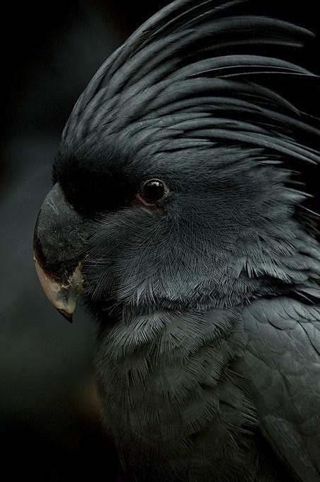 普兰黑头鹦鹉图片图片