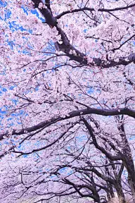 樱桃树,天空,青绿色,垂直画幅,樱花,无人,户外,四季,春天,植物