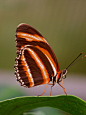 The Banded Orange Heliconian, also called as Dryadula ... | Flutterbys