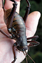 Little Barrier Island Giant Weta- If you do not much approve of the locusts and are a bit more towards the squeamish end, then most probably you will not be amazed to set a look at the Little Barrier Island found in New Zealand. Here you will be able to c