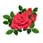 花免扣素材_360图片